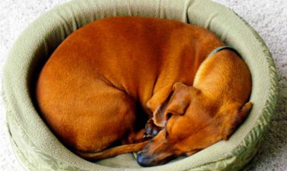 Anestesia em cachorro: O que ela pode causar?