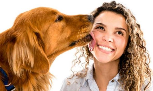 Por que os cachorros lambem seus donos?